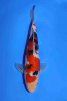 Sanke Matsue tosai HQ+