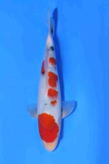 Sanke Matsue tosai HQ+