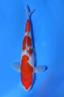 Sanke Matsue tosai HQ++