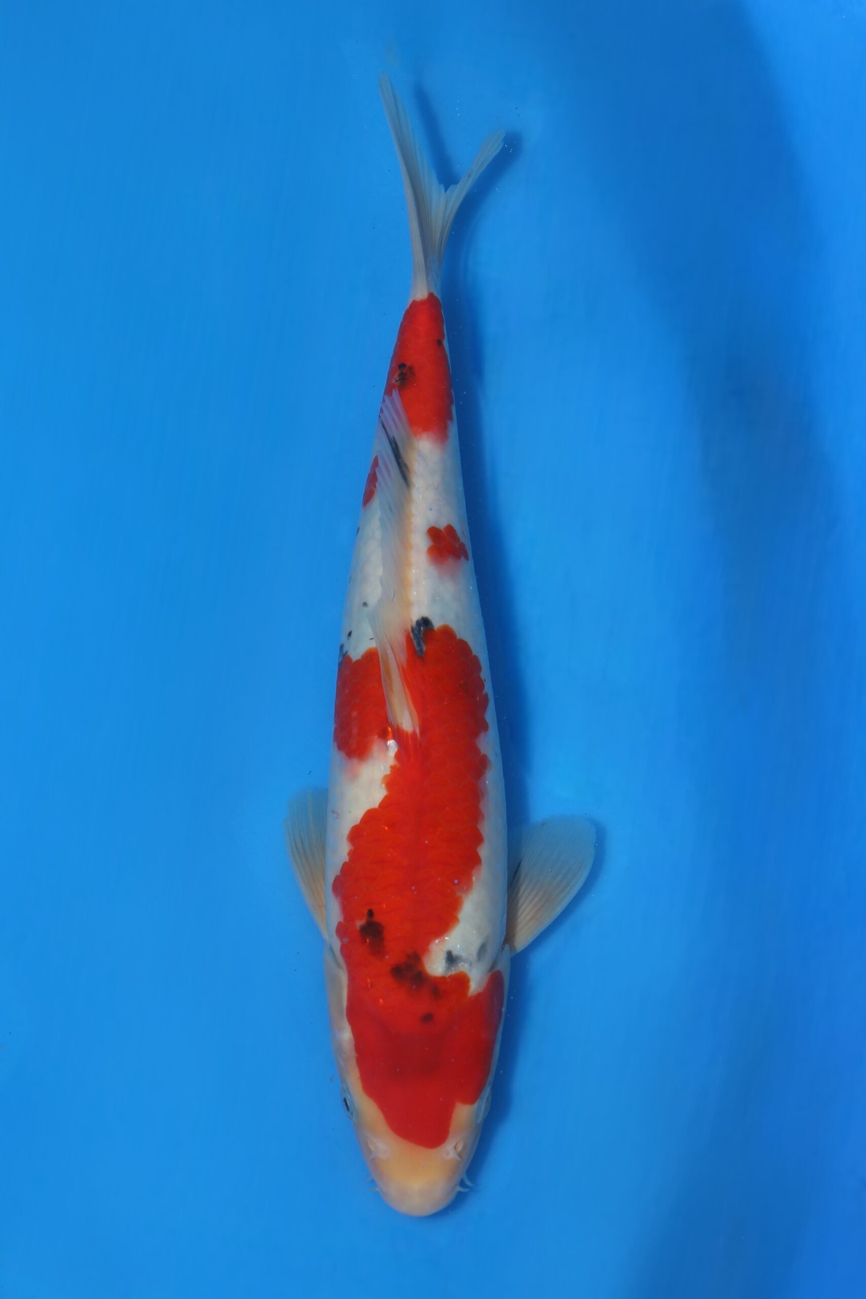 Sanke VHQ Tateshita tosai Ogata