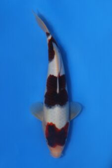 Budo Goromo VHQ Tateshita tosai Ogata