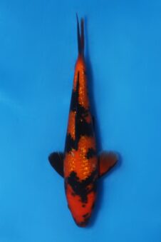 Ginrin Hi Utsuri VHQ tosai Tateshita Ogata