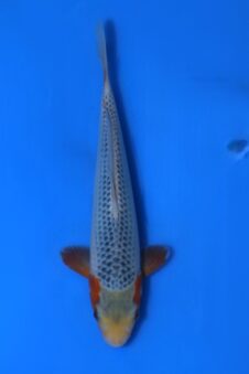 Asagi VHQ Tateshita tosai Ogata