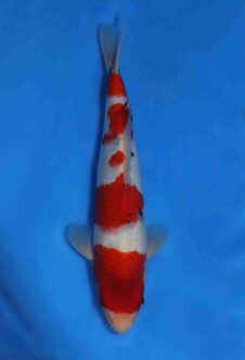 Momotaro sanke VHQ NIEUWE Karashigoi bloedlijn JUMBO female tosai