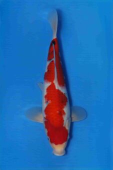 Momotaro sanke VHQ NIEUWE Karashigoi bloedlijn JUMBO female tosai