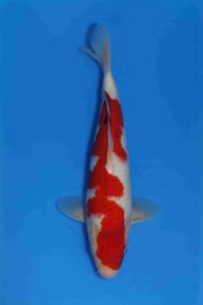 Momotaro sanke VHQ NIEUWE Karashigoi bloedlijn JUMBO female tosai