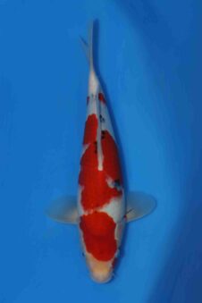 Momotaro sanke VHQ NIEUWE Karashigoi bloedlijn JUMBO female tosai