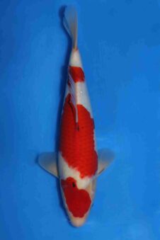 Momotaro sanke VHQ+ NIEUWE Karashigoi bloedlijn JUMBO female tosai