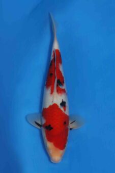 Momotaro sanke VHQ+ NIEUWE Karashigoi bloedlijn JUMBO female tosai