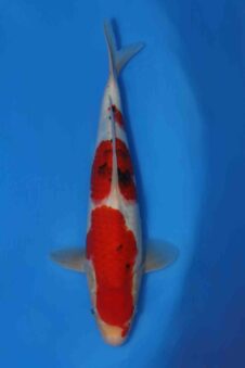 Momotaro sanke VHQ+ NIEUWE Karashigoi bloedlijn JUMBO female tosai