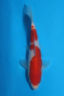 Momotaro tosai kohaku HQ++ NIEUWE Karashigoi bloedlijn