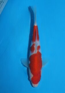 Momotaro tosai kohaku VHQ NIEUWE Karashigoi bloedlijn