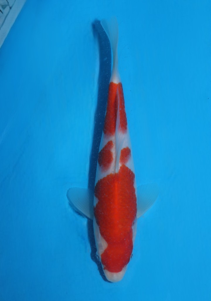 Momotaro tosai kohaku VHQ NIEUWE Karashigoi bloedlijn