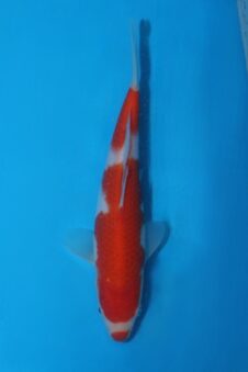 Momotaro tosai kohaku VHQ NIEUWE Karashigoi bloedlijn