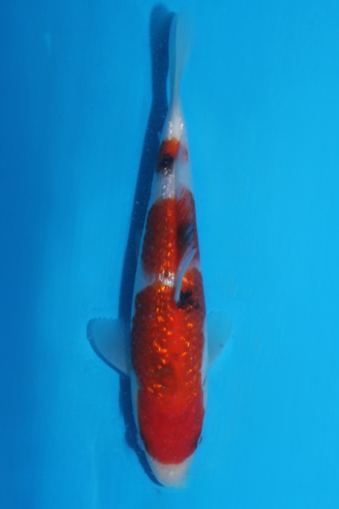 Momotaro tosai ginrin sanke HQ++ NIEUWE Karashigoi bloedlijn