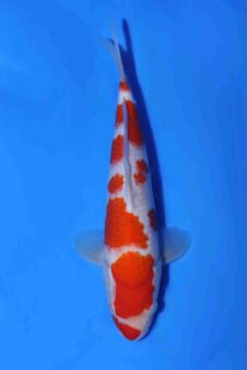 Kohaku Matsue jumbo tosai VHQ