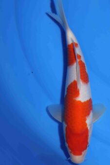 Kohaku Matsue jumbo tosai VHQ