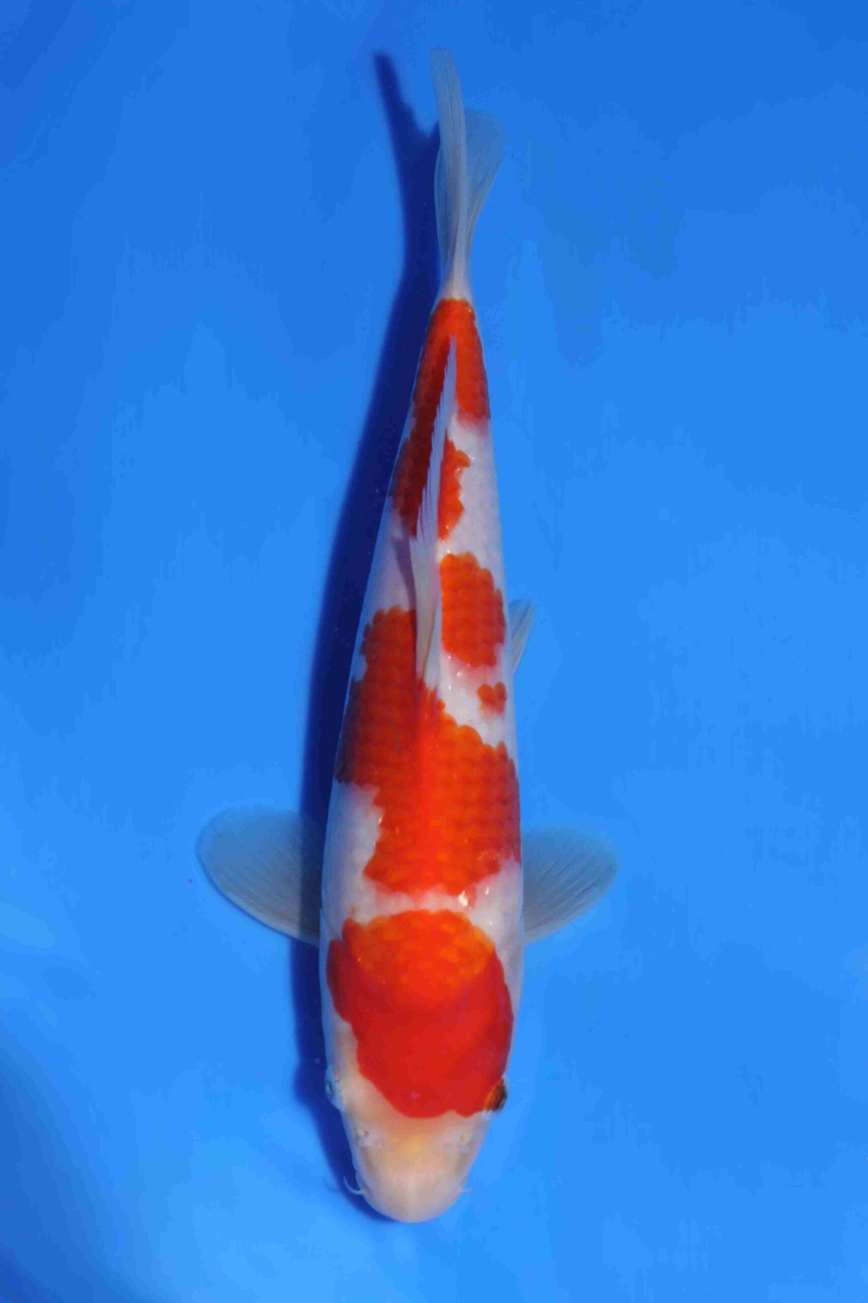 Kohaku Matsue jumbo tosai VHQ