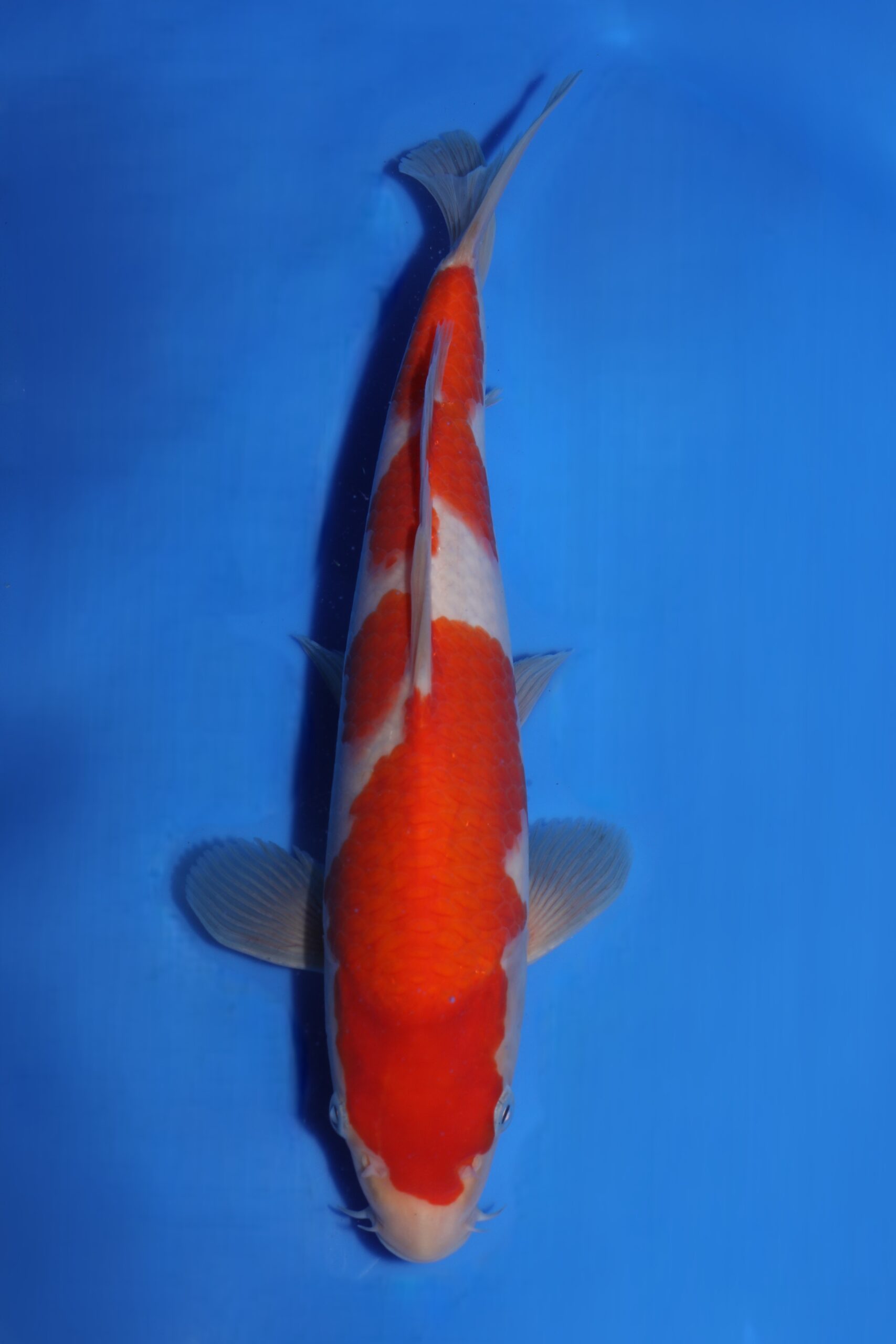 Kohaku Matsue jumbo tosai VHQ