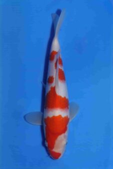 Kohaku Matsue jumbo tosai VHQ