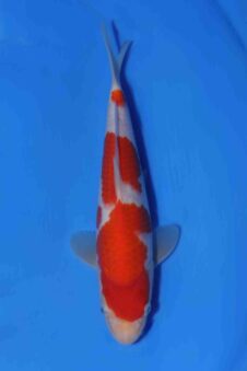 Kohaku Matsue jumbo tosai VHQ SUPER HUIDKWLAITEIT!