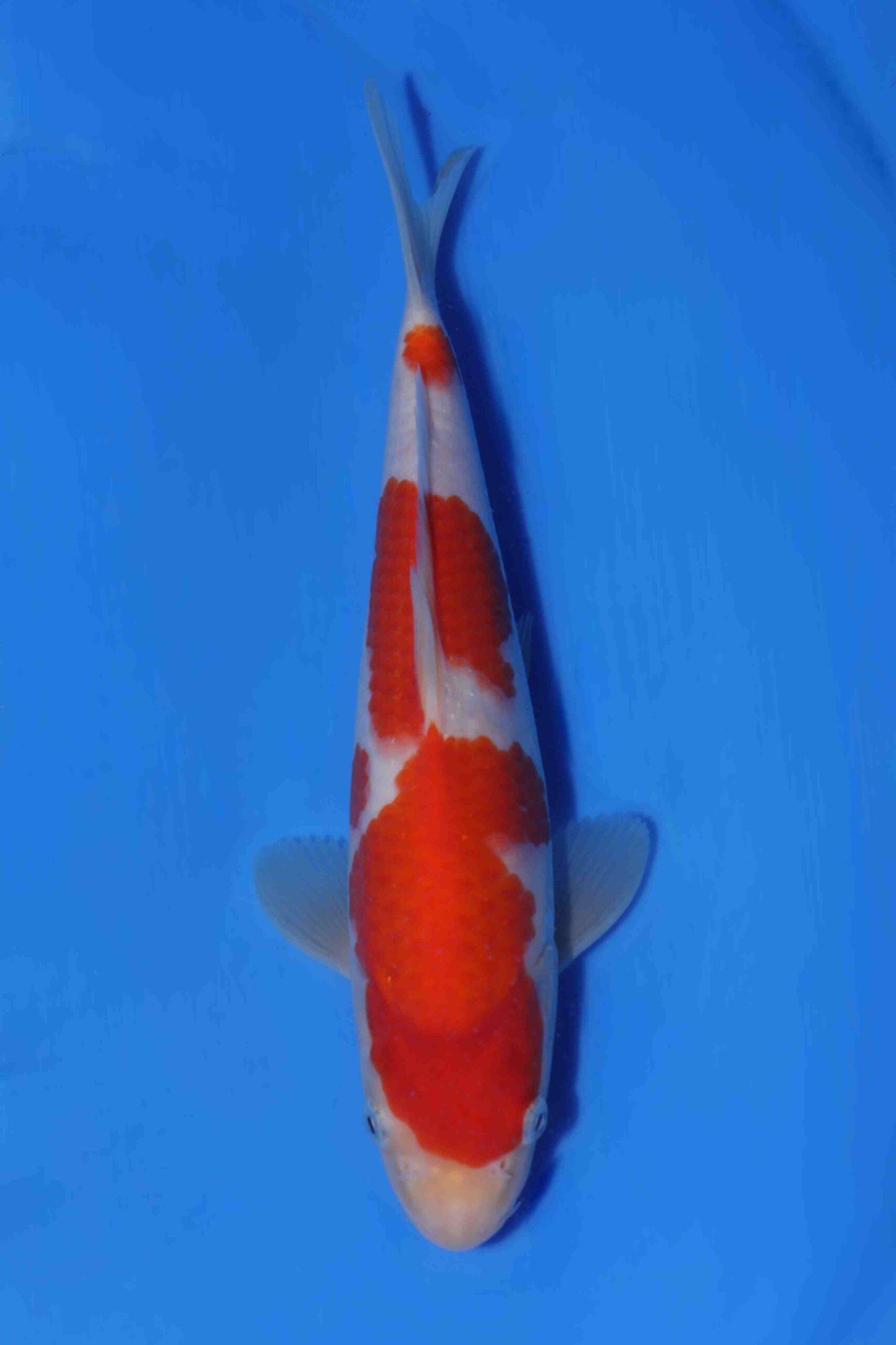 Kohaku Matsue jumbo tosai VHQ SUPER HUIDKWLAITEIT!