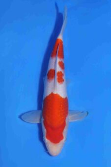 Kohaku Matsue jumbo tosai VHQ