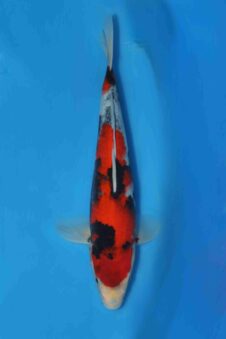 Showa HQ jumbo tosai Ogata