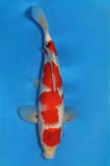 Sanke HQ jumbo tosai Ogata