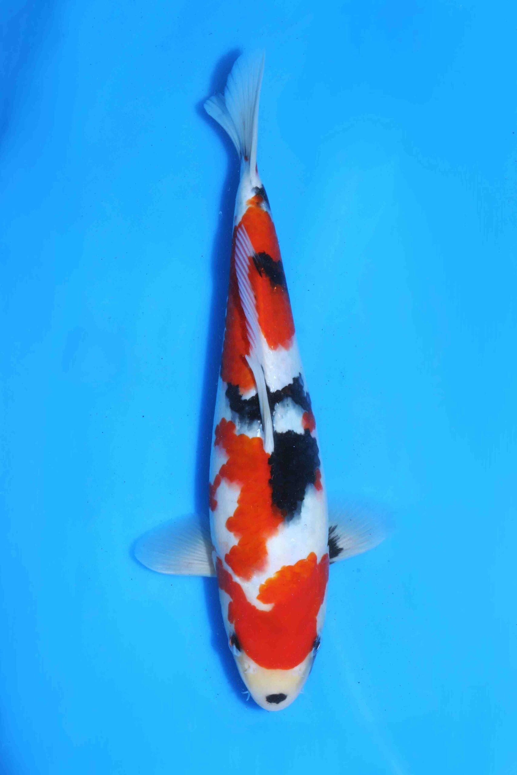 showa HQ+ jumbo tosai Ogata