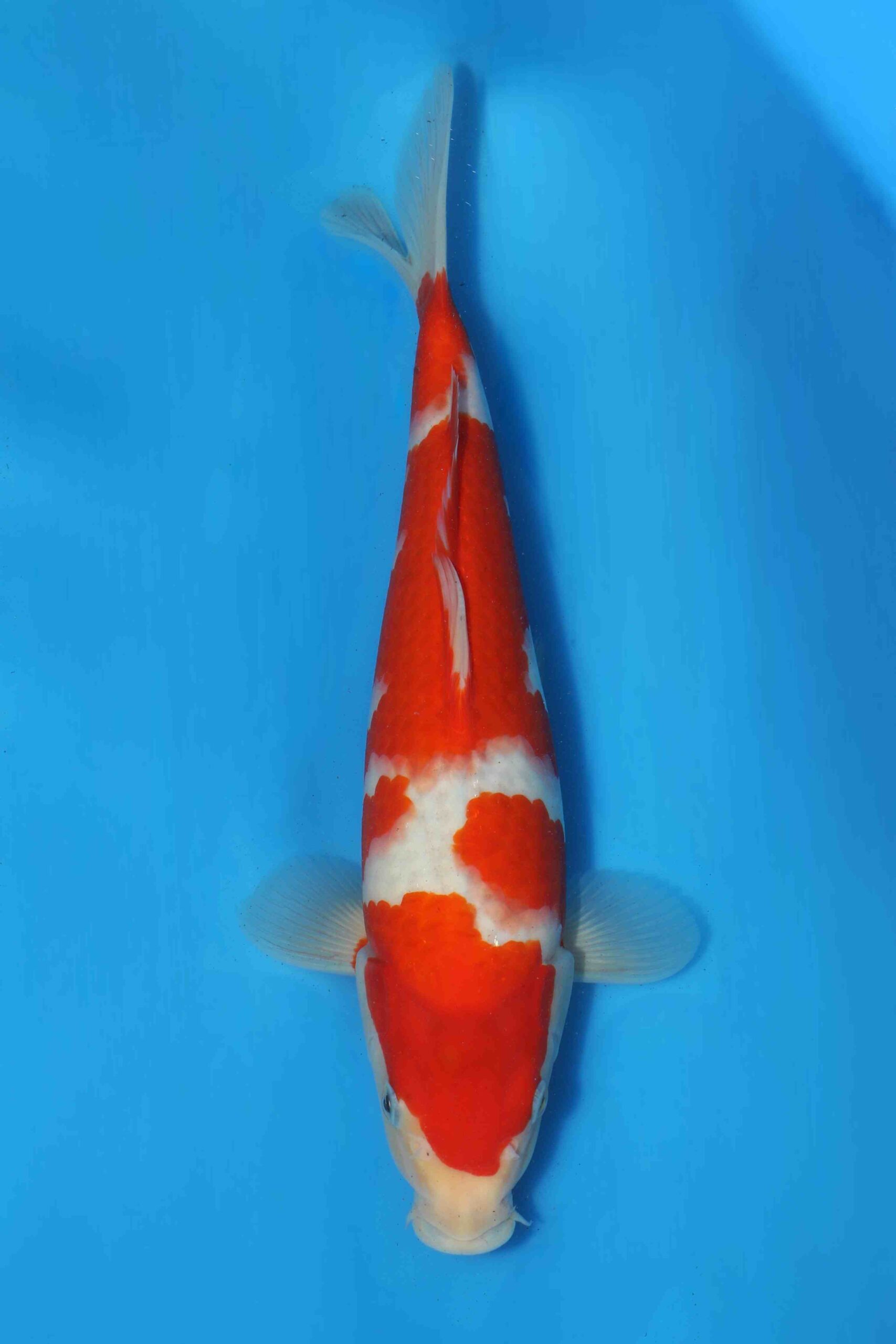 goshiki HQ jumbo tosai Ogata