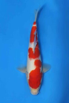Kohaku HQ jumbo tosai Ogata