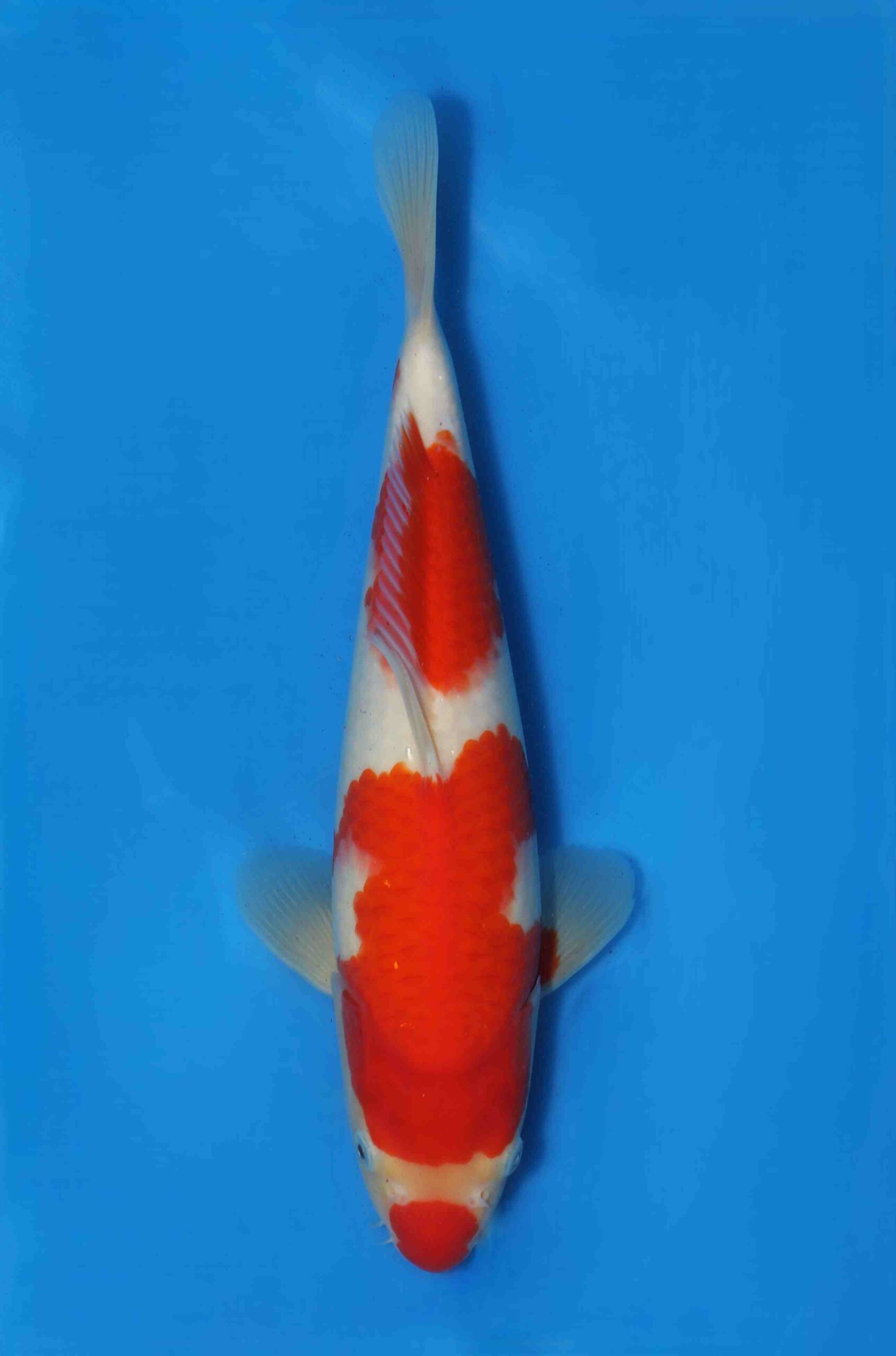 Kohaku HQ jumbo tosai Ogata