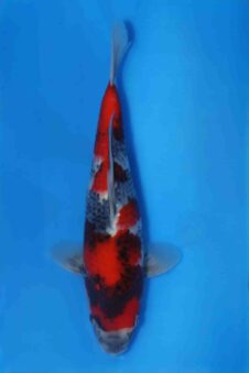 Showa VHQ Jumbo tosai Okawa