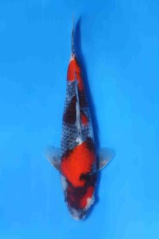 Showa VHQ Jumbo tosai Okawa