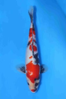 Showa VHQ Jumbo tosai Okawa