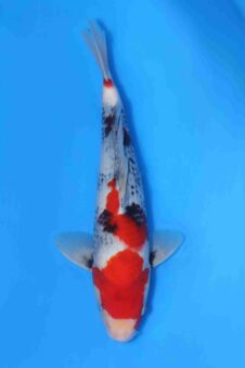 Showa VHQ Jumbo tosai Okawa SUPER WIT!