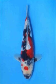 Doitsu Showa VHQ Jumbo tosai Okawa