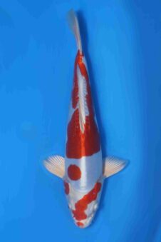 Kikusui VHQ Jumbo tosai Okawa