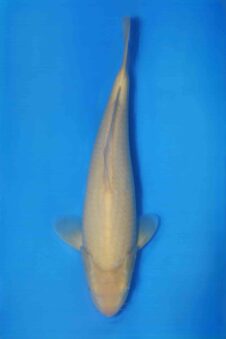 Karashigoi  VHQ Jumbo tosai Okawa