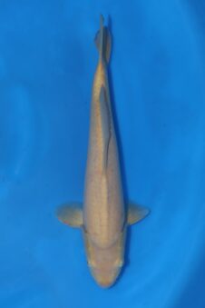 Karashigoi  VHQ Super Jumbo tosai Okawa WORDT HEEL GROOT!!!