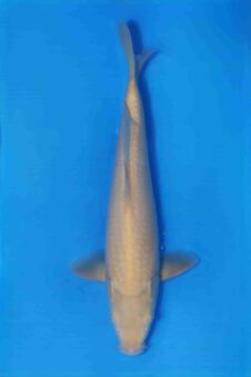 Karashigoi  VHQ Jumbo tosai Okawa