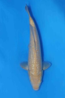 Ginrin Karashigoi VHQ+ Jumbo tosai Okawa