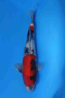 Showa VHQ Jumbo tosai Okawa