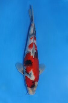 Showa VHQ Jumbo tosai Okawa