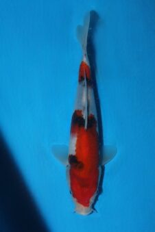 Momotaro tosai Showa VHQ NIEUWE Karashigoi bloedlijn