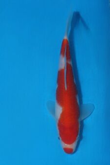 Momotaro tosai kohaku VHQ NIEUWE Karashigoi bloedlijn