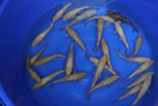 ginrin karashigoi en ginrin chagoi mango lijn 20-24 cm + deelname Grow Out Challange!