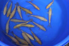 Karashigoi en chagoi Mango lijn normale maat 20-24 cm + Grow out challange deelname