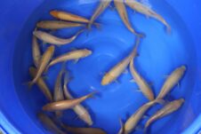 XL editie karashigoi, chagoi en ginrin karashigoi ginrin chagoi 25-29 cm